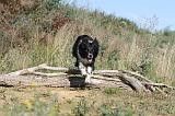 BORDER COLLIE 312